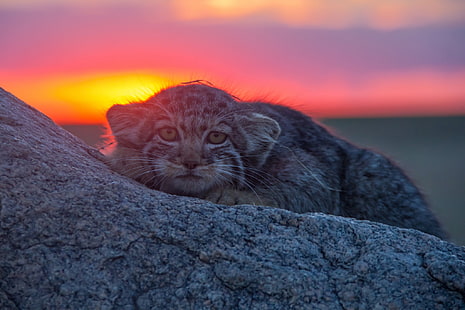 mira, puesta de sol, piedra, Manul, gato montés, Fondo de pantalla HD HD wallpaper