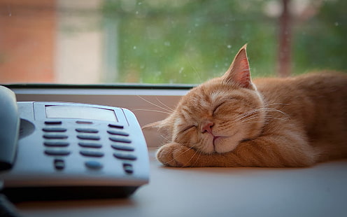 القط ، النوم ، القطط ، الحيوانات ، الهاتف، خلفية HD HD wallpaper