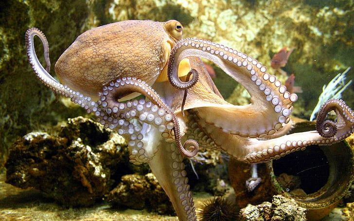 Octopus In The Sea, nature, octopus, underwater, oceans, sea creatures, nature and landscapes, HD wallpaper