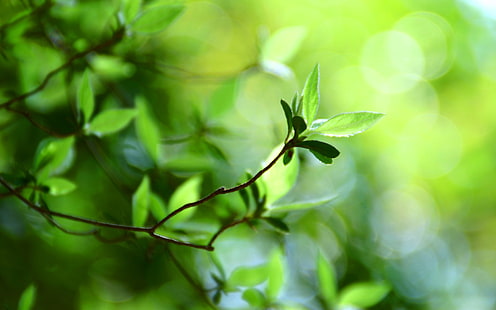 greens, summer, freshness, branches, nature, branch, foliage, leaf, blur, spring, leaves, sheets, forest, widescreen, parks, the s, focus, plant, for desktop, bokeh, the best s for your desktop, screensavers for your desktop, green leaf, macro bokeh, green leaves, HD wallpaper HD wallpaper