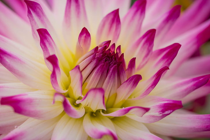 pink and white flower plant, dahlia, dahlia, Dahlia, pink, white flower, plant, macro, makro, exif, model, canon eos, 760d, aperture, ƒ / 4, geo, country, camera, iso_speed, lens, f/2, usm, focal_length, mm, state, city, geo:location, canon, nature, pink Color, petal, flower, flower Head, close-up, beauty In Nature, botany, water Lily, single Flower, HD wallpaper