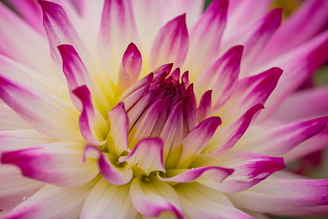 pink and white flower plant, dahlia, dahlia, Dahlia, pink, white flower, plant, macro, makro, exif, model, canon eos, 760d, aperture, ƒ / 4, geo, country, camera, iso_speed, lens, f/2, usm, focal_length, mm, state, city, geo:location, canon, nature, pink Color, petal, flower, flower Head, close-up, beauty In Nature, botany, water Lily, single Flower, HD wallpaper HD wallpaper