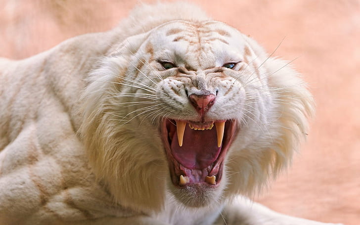 Angry, animals, big cats, closeup, fangs, nature, Roar, Tiger, White Tigers, HD wallpaper