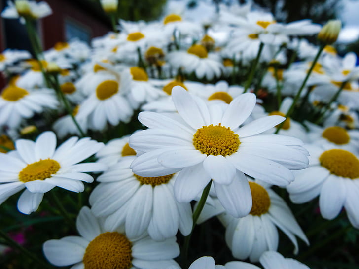 selective focus photography of white daisies in bloom, daisies, White, daisies, selective focus, photography, in bloom, marguerites, garden, nature, flower, daisy, plant, summer, outdoors, green Color, springtime, close-up, yellow, freshness, petal, beauty In Nature, no People, HD wallpaper