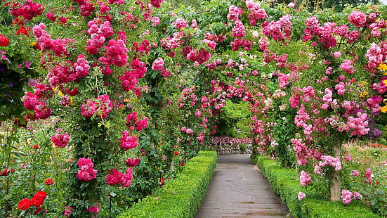 цветы с розовыми лепестками, парк, розы, сад, канада, аллея, Британская Колумбия, сады Бутчарт, HD обои HD wallpaper