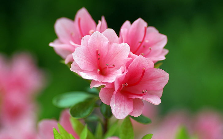 Papel pintado rosado de la fotografía de la flor de las azaleas, flores rosadas de la azalea, Fondo de pantalla HD