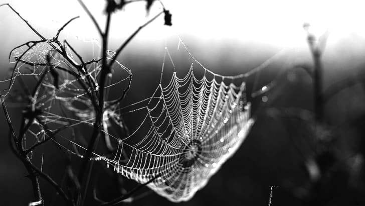 jaring laba-laba, saturasi rendah, cabang, Wallpaper HD