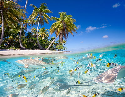 บีช, ปลา, ปลา, มหาสมุทร, แนวปะการัง, ทะเล, เขตร้อน, ใต้น้ำ, วอลล์เปเปอร์ HD HD wallpaper