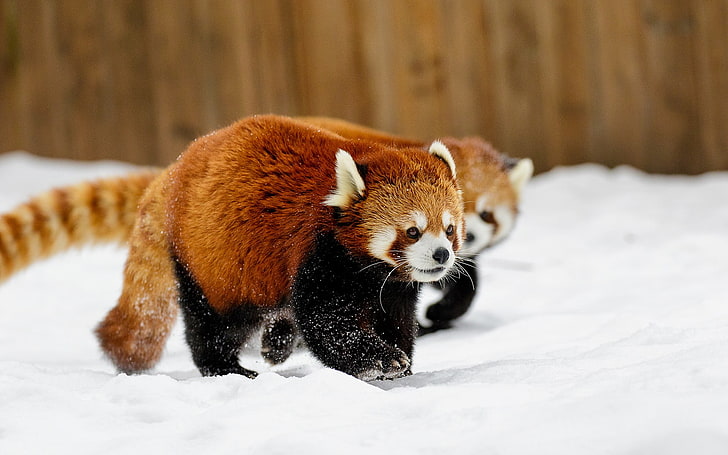 two red pandas, animals, snow, red panda, HD wallpaper