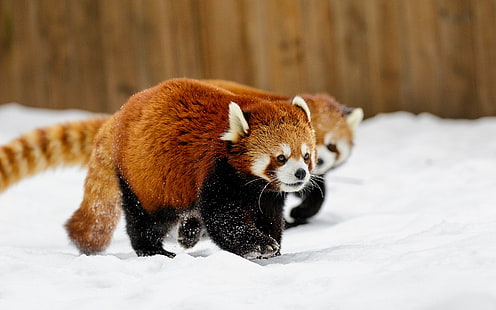 dwie pandy czerwone, zwierzęta, śnieg, panda czerwona, Tapety HD HD wallpaper