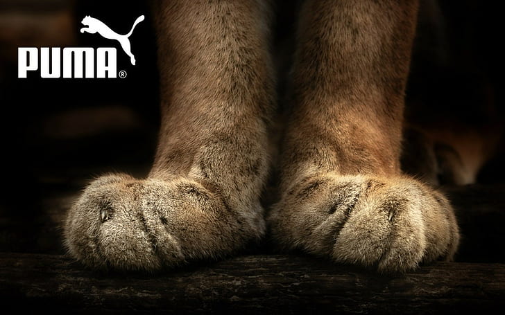 Puma, Brand, Firm, Sports, Foot, HD wallpaper