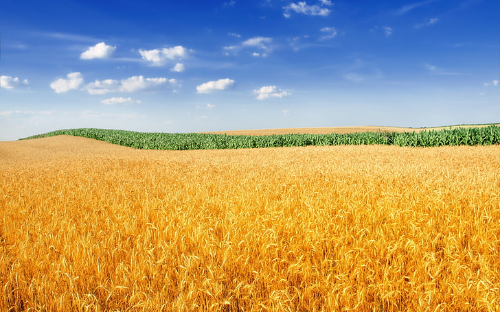 Golden Wheat Field 4K, dorado, campo, trigo, Fondo de pantalla HD