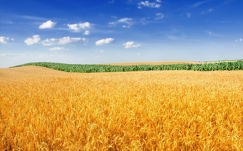 Златно пшенично поле 4K, Златно, поле, пшеница, HD тапет HD wallpaper