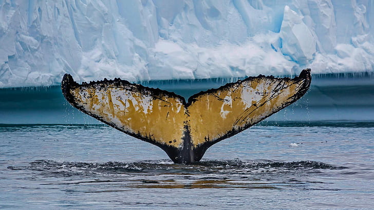 꼬리, 남극 대륙, 향유 고래, Cierva Cove, HD 배경 화면