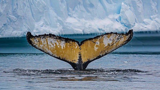cola, Antártida, ballena jorobada, ensenada de Cierva, Fondo de pantalla HD HD wallpaper