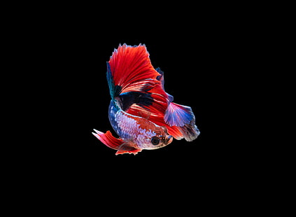 Siamese fighting fish, dark, amoled, fish, animals, HD wallpaper HD wallpaper