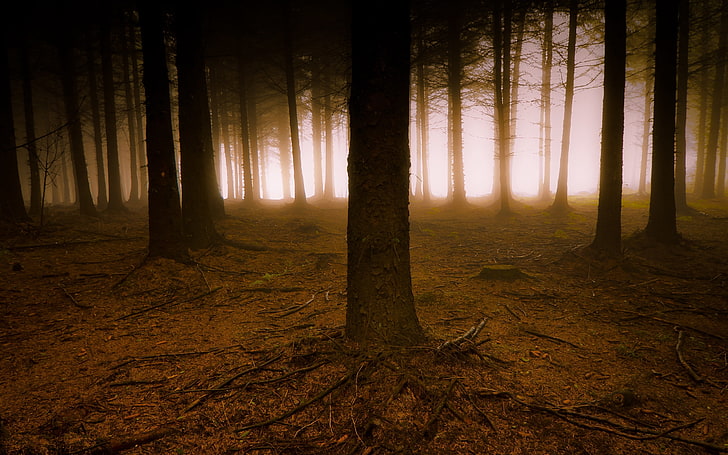 brown forest, wood, trees, fog, haze, branches, roots, terribly, gloomy, earth, HD wallpaper