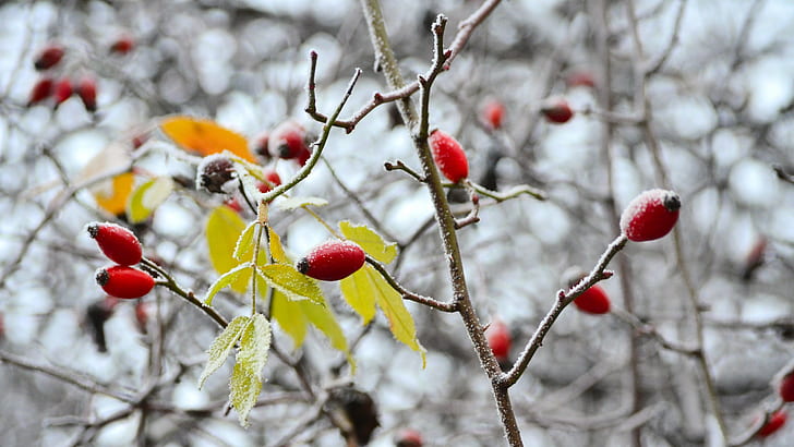 Raureif, Frost, Winter, HD-Hintergrundbild