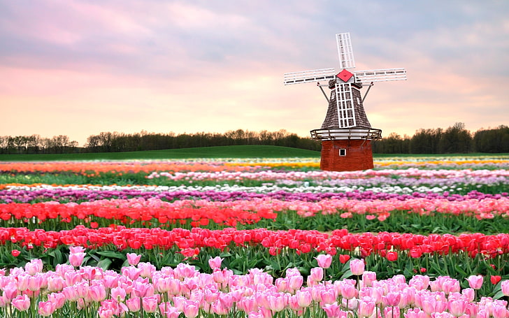 campo de tulipanes de color rosa, rojo y amarillo, tulipanes, campo, molino de viento, flores, Fondo de pantalla HD
