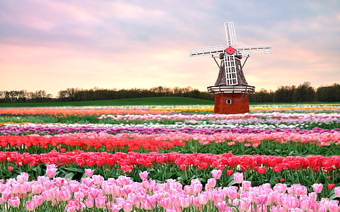 розовое, красное и желтое поле тюльпанов, тюльпаны, поле, ветряная мельница, цветы, HD обои HD wallpaper