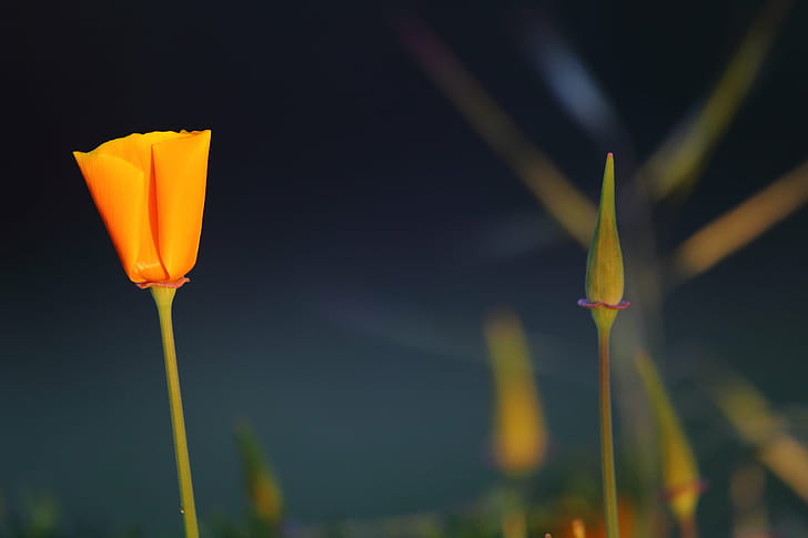 selective photo of orange petaled flower, Distance, selective, photo, orange, Don Edwards National Wildlife Refuge, California Poppy, Flower, Sunrise, Canon  5D Mark III, nature, yellow, plant, springtime, close-up, HD wallpaper