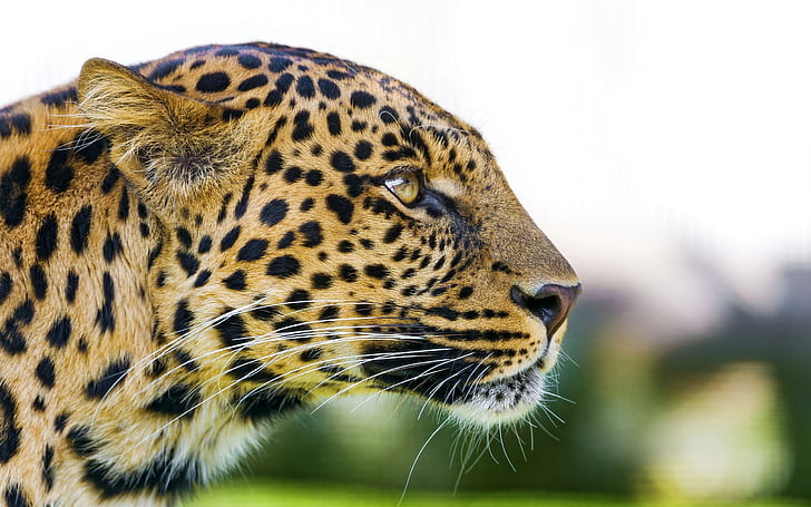 Animal, leopard, face, eyes, predator, brown leopard, Animal, Leopard, Face, Eyes, Predator, HD wallpaper