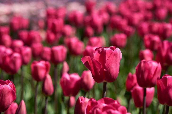 tulipani rossi 4k foto hd, Sfondo HD