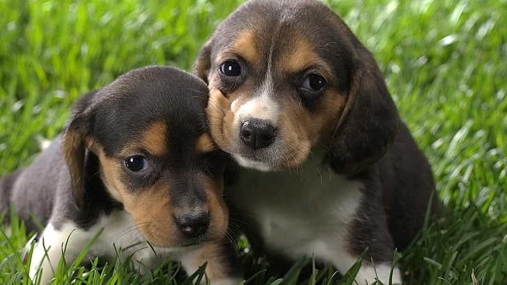 Beagles, puppies, HD wallpaper