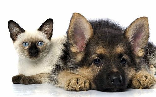 Щенок немецкой овчарки и сиамский котенок фото, собака, кошка, немецкая овчарка, щенки, животные, HD обои HD wallpaper