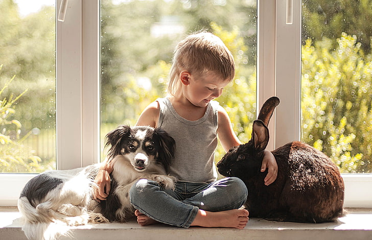 umore, cane, ragazzo, coniglio, finestra, amicizia, amici, sul davanzale della finestra, Sfondo HD