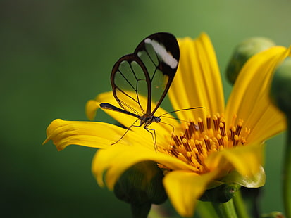 farfalla nera sul fiore petalo giallo, farfalla, natura, giallo, insetto, fiore, pianta, primo piano, estate, macro, bellezza in natura, Sfondo HD HD wallpaper