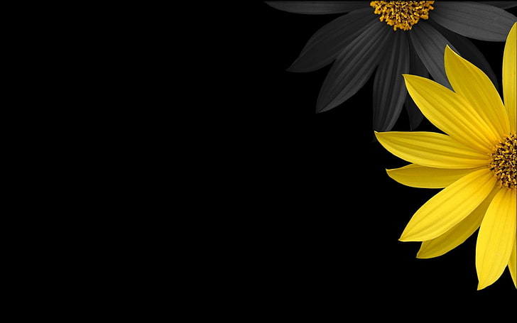 жълт слънчоглед с черен фон, цветя, жълти цветя, черен фон, дигитално изкуство, жълто, минимализъм, прост фон, растения, HD тапет