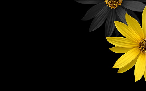 gelbe Sonnenblume mit schwarzem Hintergrund, Blumen, gelbe Blumen, schwarzer Hintergrund, digitale Kunst, Gelb, Minimalismus, einfacher Hintergrund, Anlagen, HD-Hintergrundbild HD wallpaper