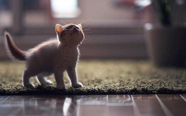Little Turkish Angora Kitten, turora angora cat, kecil, menyenangkan, Wallpaper HD