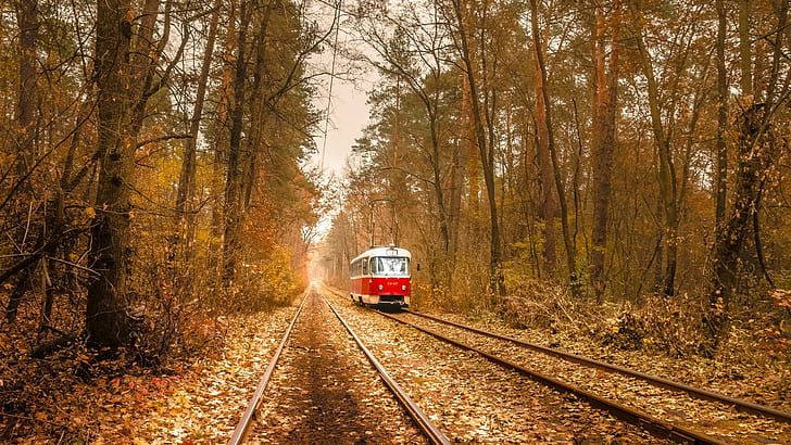 branch, electricity, Fall, forest, leaves, nature, Rail Yard, Railway, Tram, Trees, Ukraine, vehicle, wire, HD wallpaper
