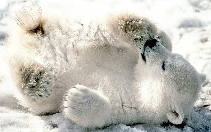 white polar bear, bear, polar bear, cub, playful, snow, lying, HD wallpaper
