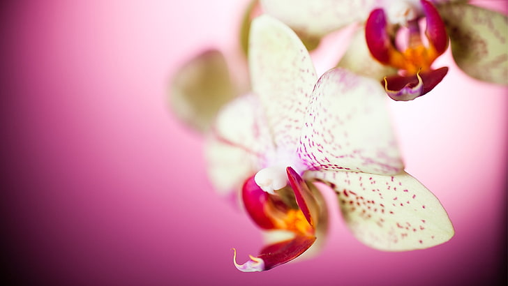 flores blancas, naturaleza, flores, macro, orquídeas, Fondo de pantalla HD