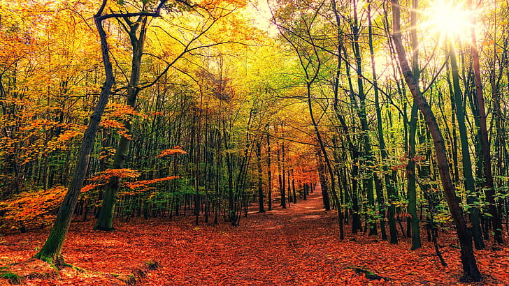 leśny szlak, las, ścieżka, szlak, ścieżka leśna, las, jesienny las, liściaste, drzewa, jesień, światło słoneczne, promienie słoneczne, Tapety HD