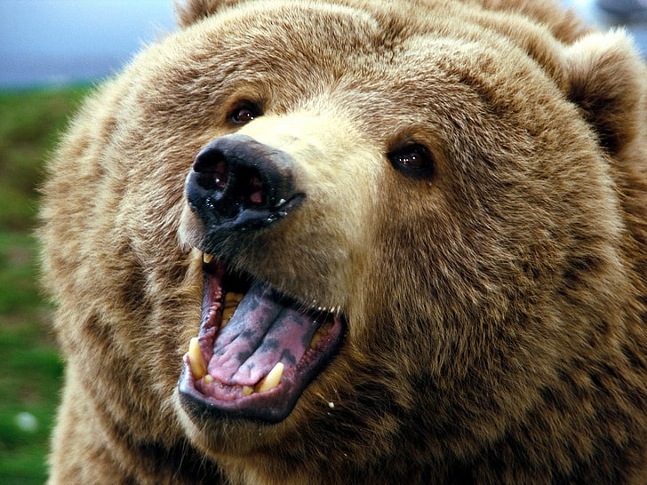 urso pardo, animais, ursos, closeup, HD papel de parede