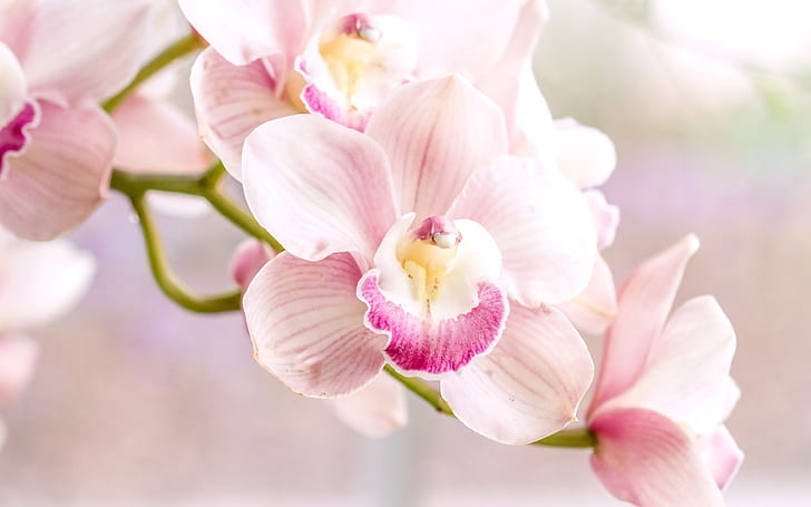 Orquídea, phalaenopsis rosa, Orquídea, rosa, Phalaenopsis, HD papel de parede