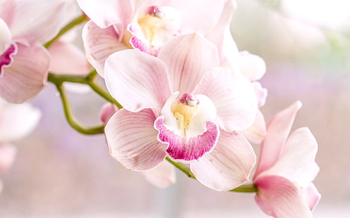 Orchidée, rose phalaenopsis, Orchidée, Rose, Phalaenopsis, Fond d'écran HD HD wallpaper