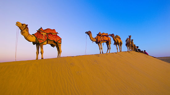 Wielbłąd pustynny, pustynia, wielbłąd, Tapety HD HD wallpaper