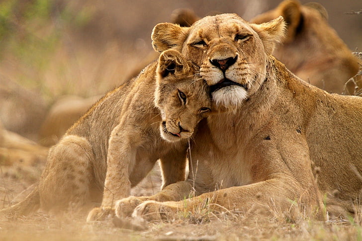 Cats, Lion, Animal, Baby Animal, Cub, Lioness, Love, Wildlife, predator (Animal), HD wallpaper