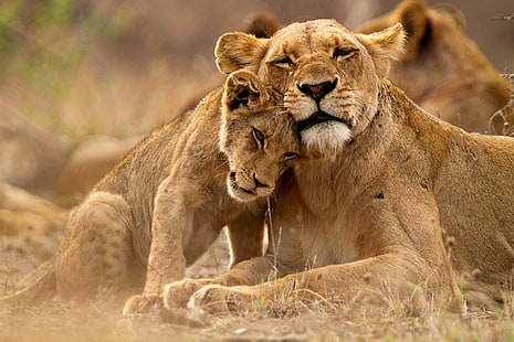 Katter, Lion, Animal, Baby Animal, Cub, Lioness, Love, Wildlife, rovdjur (Animal), HD tapet HD wallpaper