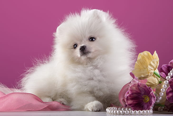 犬、ポメラニアン、犬、花、真珠、ピンク、子犬、 HDデスクトップの壁紙