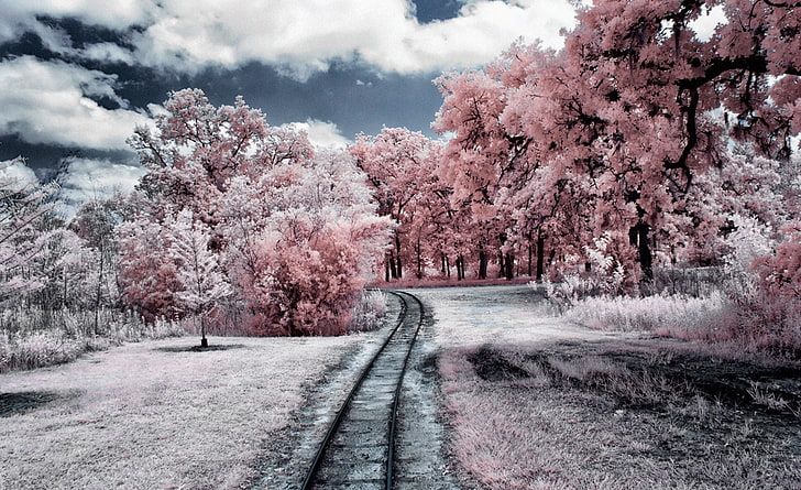 A través de Pink Woods, fondo de pantalla de árboles rojos, Aero, Creativo,  Fondo de pantalla HD | Wallpaperbetter