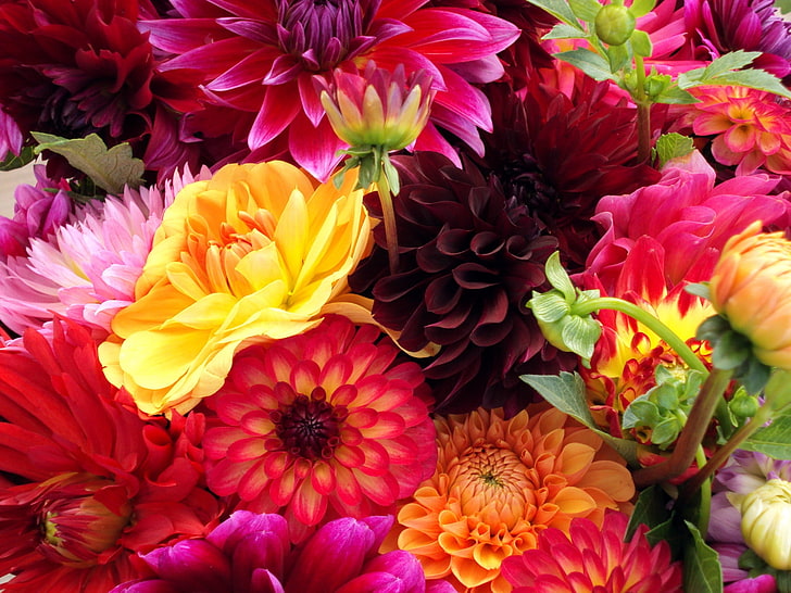 pink and yellow dahlia flowers, dahlias, flowers, buds, different, bright, HD wallpaper