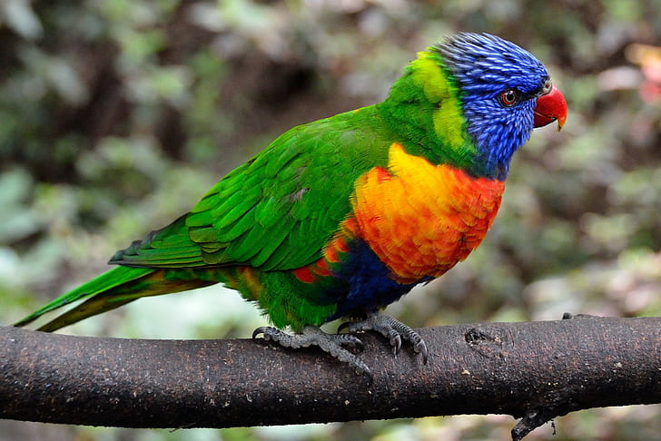 Papagaio colorido, cor, ramo, papagaio, penas, pássaro, HD papel de parede