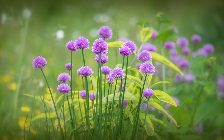 Fleurs violettes fleurissent, herbe, printemps, Violet, fleurs, fleurissent, herbe, printemps, Fond d'écran HD
