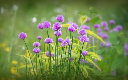 Fleurs violettes fleurissent, herbe, printemps, Violet, fleurs, fleurissent, herbe, printemps, Fond d'écran HD HD wallpaper